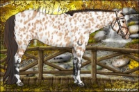 Horse Color:Bay Appaloosa  and Bay Dun Appaloosa 