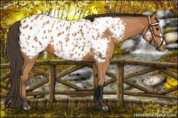 Horse Color:Bay Appaloosa  and Bay Appaloosa 