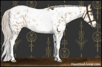 Horse Color:Chocolate Palomino Pearl Tobiano Frame Near Leopard  and Chocolate Palomino Pearl Tobiano Frame Near Leopard Rabicano 