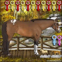 Horse Color:Buckskin Varnish 