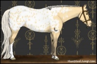 Horse Color:Silver Buckskin Dun Tobiano Appaloosa