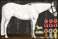 Horse Color:Cremello Near Leopard 