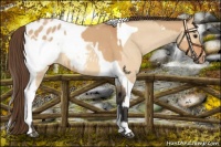 Horse Color:Bay Dun Tobiano Blanket  and Bay Dun Tobiano Snowcap 