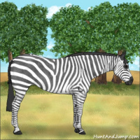 Horse Color:Blue Roan