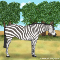 Horse Color:Grullo 