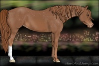 Horse Color:Chestnut Appaloosa 