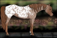 Horse Color:Red Roan Appaloosa 