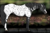 Horse Color:Blue Roan Near Leopard 
