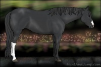 Horse Color:Black 