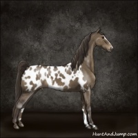 Horse Color:Smoky Grullo Sabino Appaloosa Brindle 