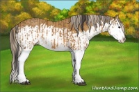 Horse Color:Buckskin Splash  and Palomino Splash 