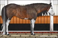 Horse Color:Buckskin Splash  and Buckskin Splash 