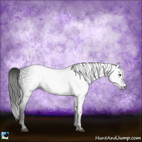 Horse Color:Gray Black 