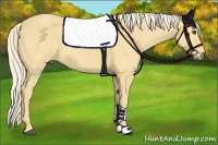 Horse Color:Palomino 