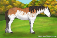 Horse Color:Buckskin Splash and Buckskin Splash