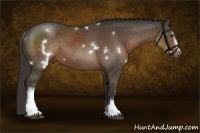 Horse Color:White Spotted Liver Chestnut Rabicano 