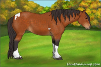 Horse Color:Buckskin Tobiano 