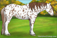 Horse Color:Chestnut Appaloosa 