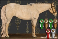 Horse Color:Palomino Roan 