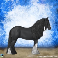 Horse Color:Black 