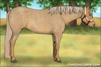 Horse Color:Palomino Roan 