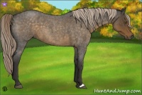 Horse Color:Chocolate Palomino Roan 