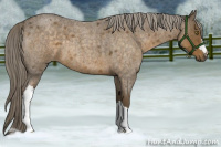 Horse Color:Chocolate Palomino Roan