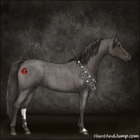 Horse Color:Smoky Blue Roan