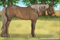 Horse Color:Chocolate Palomino Roan 
