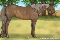 Horse Color:Chocolate Palomino Roan 