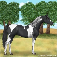 Horse Color:Black Tobiano 
