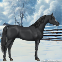 Horse Color:Black 