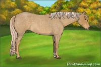 Horse Color:Palomino Roan 