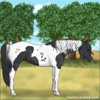 Horse Color:Black Tobiano 