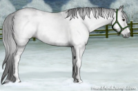 Horse Color:Gray White Spotted Bay