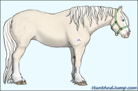 Horse Color:Cremello Splash  and Cremello Splash 