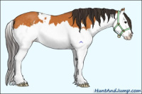 Horse Color:Buckskin Splash and Buckskin Splash