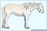 Horse Color:Cremello Splash  and Cremello Splash 