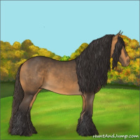 Horse Color:Buckskin 