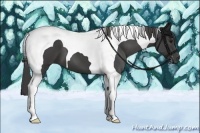 Horse Color:Smoky Black Tobiano