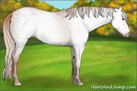 Horse Color:Gray Gold Champagne 