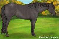 Horse Color:Smoky Blue Roan 