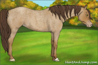 Horse Color:Classic Cream Champagne Roan