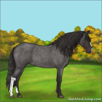 Horse Color:Smoky Blue Roan 