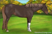 Horse Color:Liver Chestnut