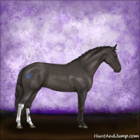 Horse Color:Smoky Blue Roan 