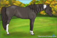 Horse Color:Smoky Blue Roan Tobiano 