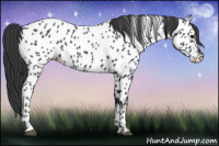 Horse Color:Black Appaloosa