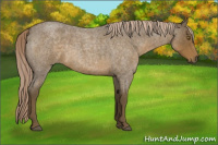 Horse Color:Chocolate Palomino Roan 