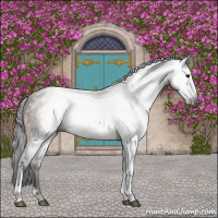 Horse Color:Gray Bay 